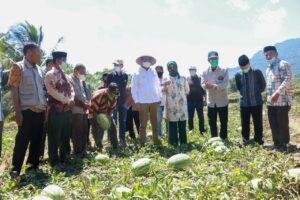 Bersama Petani, Bupati Barru Panen Semangka Dimasa Pandemi