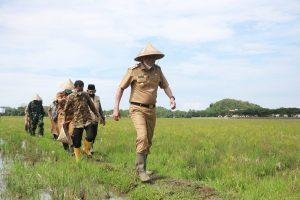 Bupati Barru Hadiri Mappalili di Larumpia Kelurahan Mangempang Barru