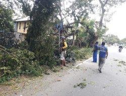 Respon Laporan Warga, Bupati Barru Instruksikan OPD Terkait Atasi Pohon Tumbang