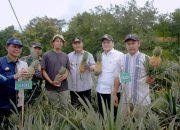 Bersama Pemkab Barru, Pj Gubernur Sulsel Tanam dan Panen Nanas di Desa Jangan-Jangan