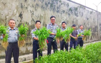 Dukung Program Akselerasi Menteri, Rutan Barru Panen Kangkung