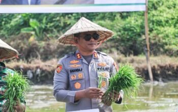 50.000 Hektar Ditanam Serentak, Polres Barru All Out Dukung Ketahanan Pangan