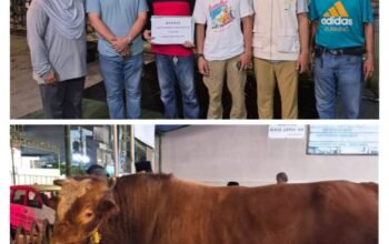 Kecamatan Wajo Terima Bantuan Sapi Kurban Dari Presiden RI Prabowo Subianto