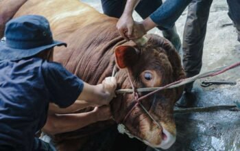 Warga Komplek Permata Hijau Permai RW 11 Kassi-Kassi Potong 18 Ekor Sapi Idul Adha 1447 H