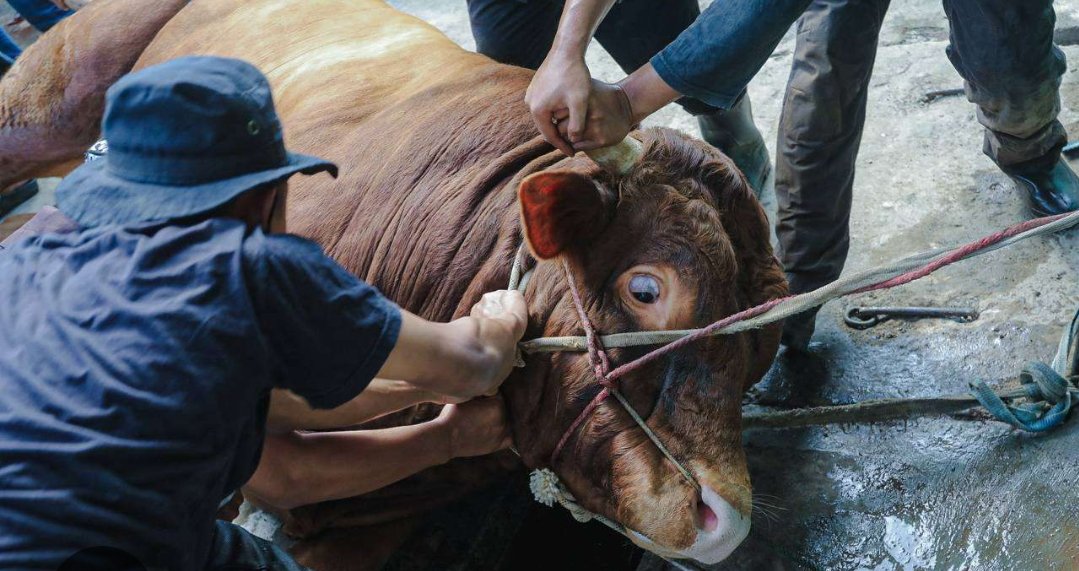 Warga Komplek Permata Hijau Permai RW 11 Kassi-Kassi Potong 18 Ekor Sapi Idul Adha 1447 H