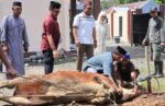 Idul Adha 1447 H, Polres Barru Sembelih 5 Sapi dan 2 Kambing Untuk Warga
