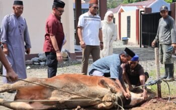 Polres Barru melaksanakan penyembelihan hewan kurban dalam rangka Hari Raya Idul Adha 1447 Hijriah dengan menyembelih lima ekor sapi dan dua ekor kambing di lingkungan Mapolres Barru, Rabu (27/5/2026).