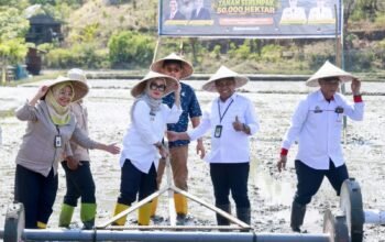 Barru Jadi Lokasi Gerakan Tanam Serempak Nasional, Pemkab Kawal Pertanian Modern